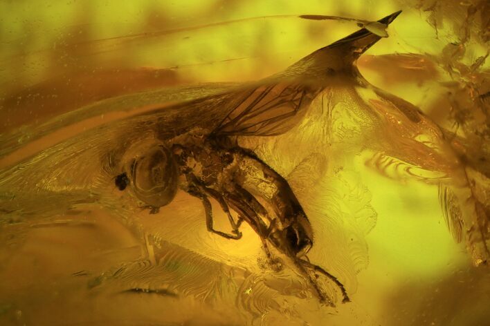 Detailed Fossil Fly (Diptera) In Baltic Amber #81799
